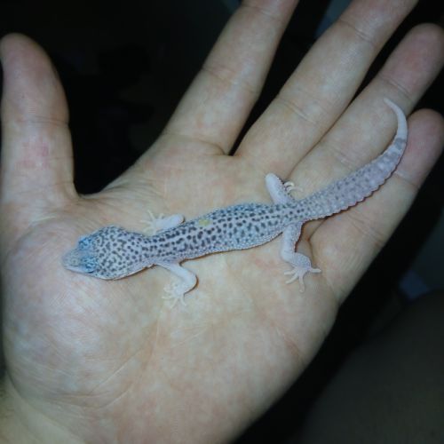 Gecko male