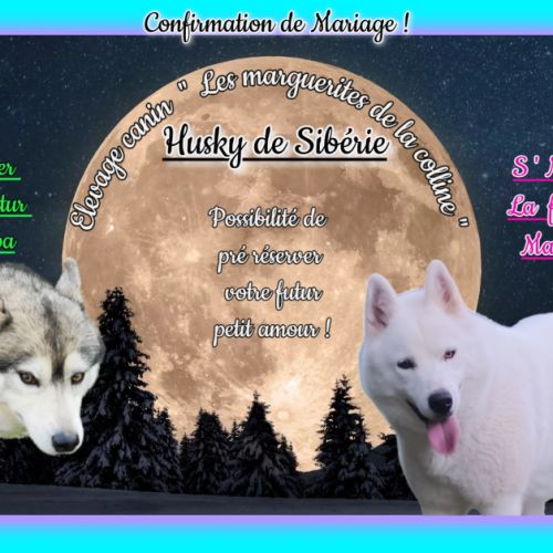Chiot husky de sibérie à réserver . #1