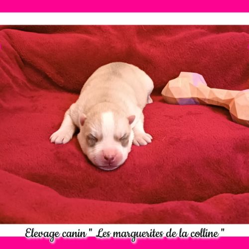 Chiot husky de sibérie à réserver . #3