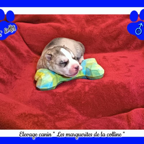 Chiot husky de sibérie à réserver . #6