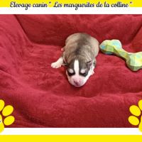 Chiot husky de sibérie à réserver . #2