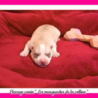 Chiot husky de sibérie à réserver . #3