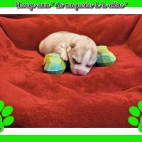 Chiot husky de sibérie à réserver . #4