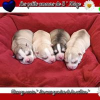 Chiot husky de sibérie à réserver .