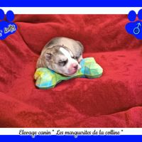 Chiot husky de sibérie à réserver . #6
