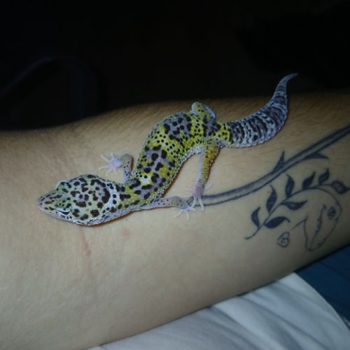 Gecko leopard male