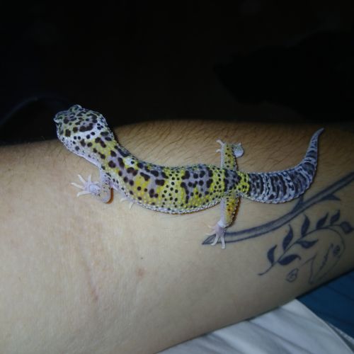 Gecko leopard male #2