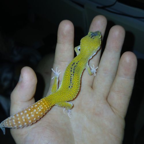 Gecko leopard male #2