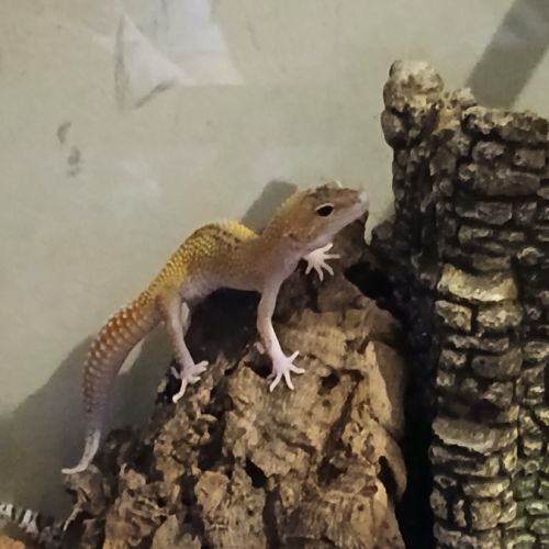 Gecko leopard male #3