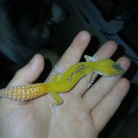 Gecko leopard male