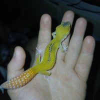 Gecko leopard male #2