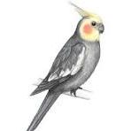 Recherche calopsitte mâle eam d'environ 10 ans