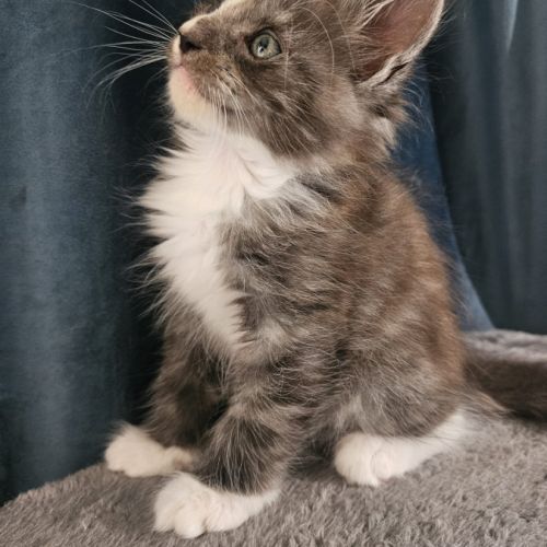 Chaton maine coon loof #4