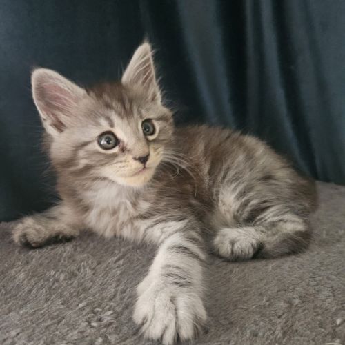 Chaton maine coon loof #6