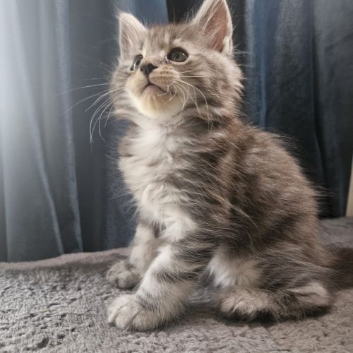 Chaton maine coon loof #7