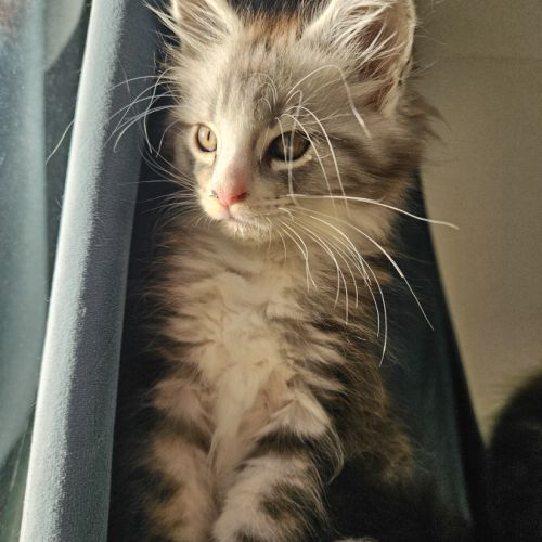 Chaton maine coon loof #8