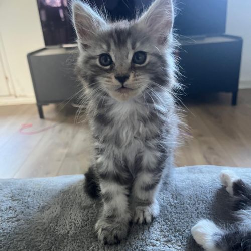Chaton maine coon loof #10