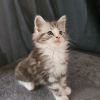Chaton maine coon loof #1
