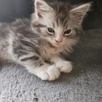 Chaton maine coon loof #2