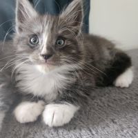 Chaton maine coon loof #3