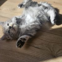 Chaton maine coon loof #5