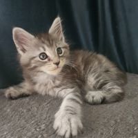 Chaton maine coon loof #6