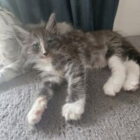 Chaton maine coon loof