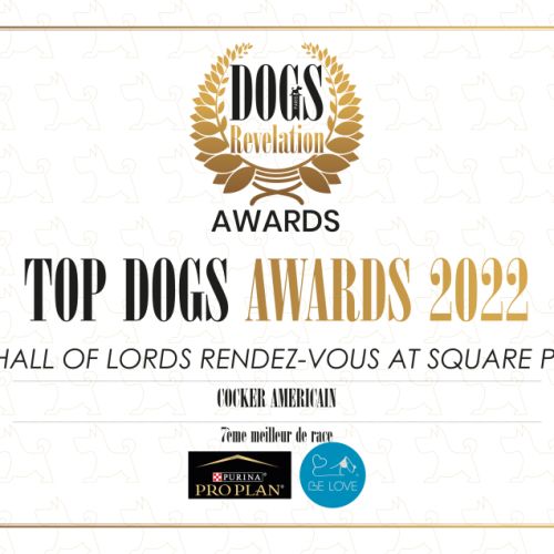 Magnifiques chiots cocker spaniel américain lof #1