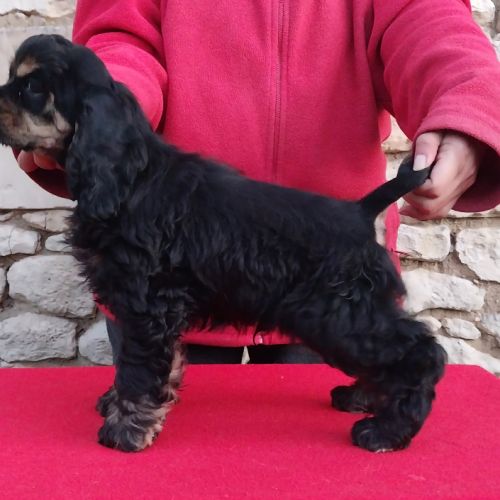 Magnifiques chiots cocker spaniel américain lof #4