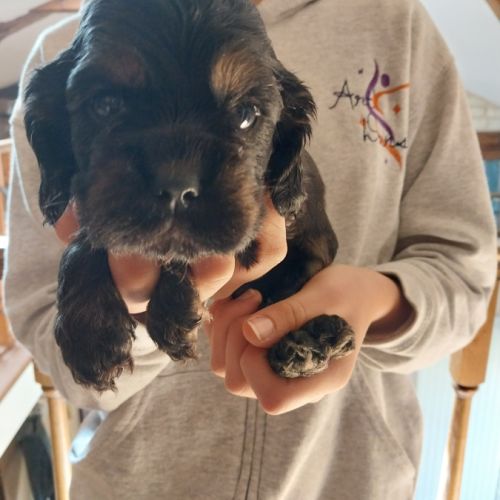 Magnifiques chiots cocker spaniel américain lof #4