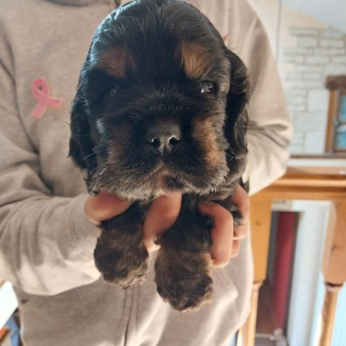 Magnifiques chiots cocker spaniel américain lof #5