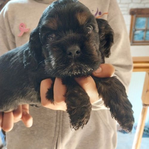 Magnifiques chiots cocker spaniel américain lof #6