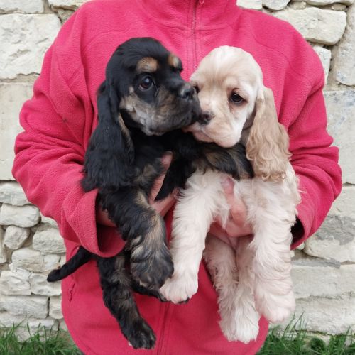 Magnifiques chiots cocker spaniel américain lof #6