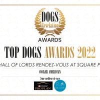 Magnifiques chiots cocker spaniel américain lof #1