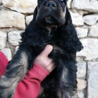 Magnifiques chiots cocker spaniel américain lof #1