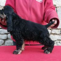 Magnifiques chiots cocker spaniel américain lof #2