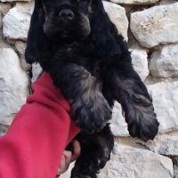 Magnifiques chiots cocker spaniel américain lof #3