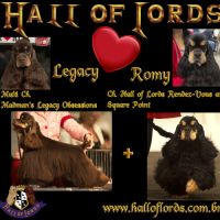 Magnifiques chiots cocker spaniel américain lof #0