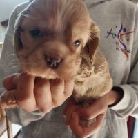 Magnifiques chiots cocker spaniel américain lof #3