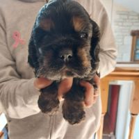 Magnifiques chiots cocker spaniel américain lof #5
