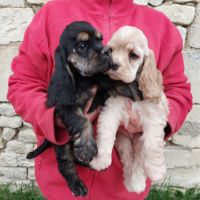 Magnifiques chiots cocker spaniel américain lof #6