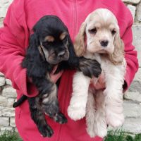 Magnifiques chiots cocker spaniel américain lof #7