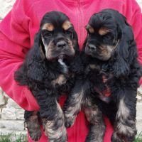 Magnifiques chiots cocker spaniel américain lof #8