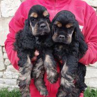 Magnifiques chiots cocker spaniel américain lof #9