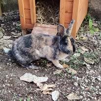 Lapine, 1an et 7 mois