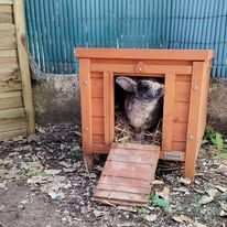 Lapine, 1an et 7 mois #2