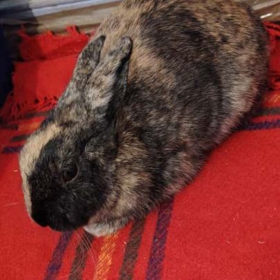 Lapine, 1an et 7 mois