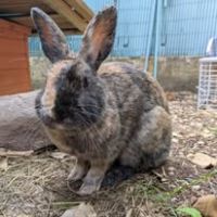 Lapine, 1an et 7 mois #3