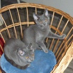 Deux chatonnes      chartreux a vendre