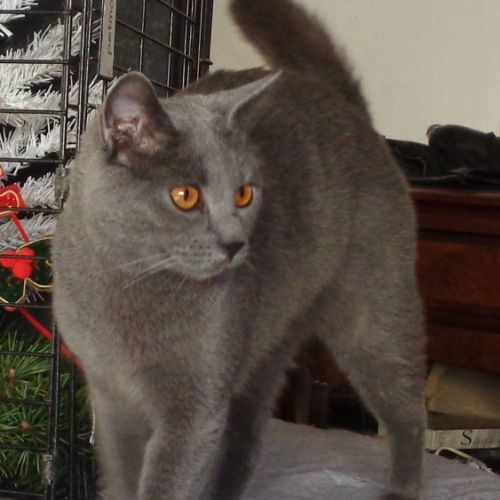 Deux chatonnes      chartreux a vendre #5